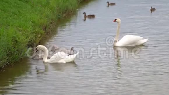 天鹅和鸭子在池塘里游泳视频的预览图