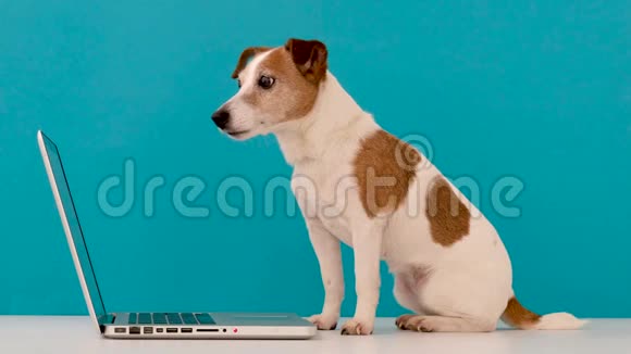 在工作室里看笔记本电脑的狗视频的预览图
