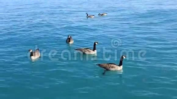加拿大鹅可以在清澈的湖水中自由游泳视频的预览图