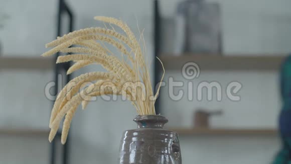 女性手组织小麦穗在花瓶在极简的室内公寓花瓶里的干植物视频的预览图