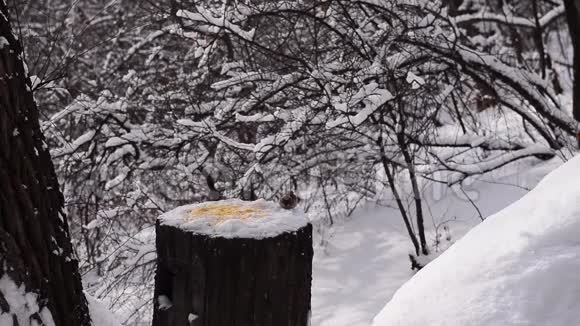 在雪中觅食的鸟的时间流逝视频的预览图