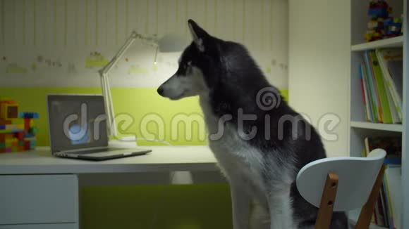 西伯利亚哈士奇狗坐在椅子上和女老师一起看笔记本电脑屏幕家在线宠物教育有趣搞笑视频的预览图