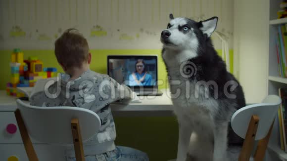 学龄前男孩与哈士奇狗坐在椅子上做在线家庭作业孩子坐在办公桌前上网学习视频的预览图
