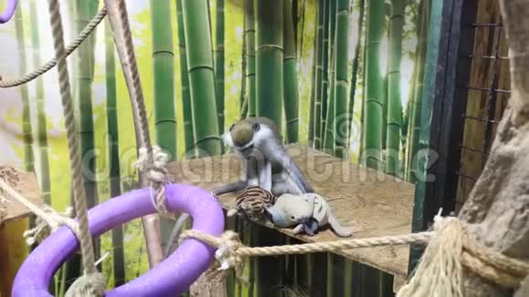 快乐好玩的猴子带玩具视频的预览图