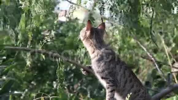 猫在树枝上休息视频的预览图