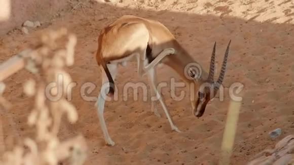阿拉伯酋长国动物园里的瞪羚视频的预览图