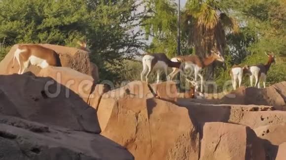 阿联酋动物园里的瞪羚视频的预览图