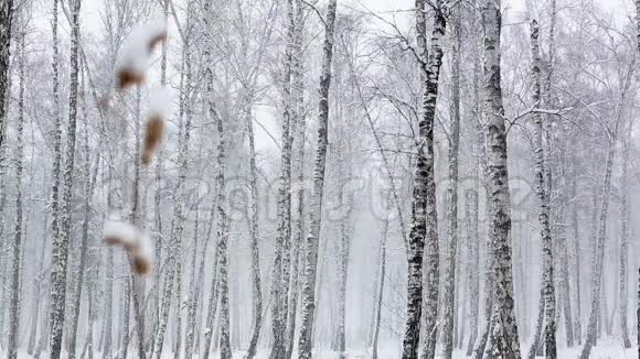 密森林的暴风雪视频的预览图