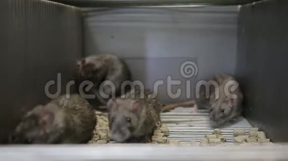 笼子里的老鼠视频的预览图