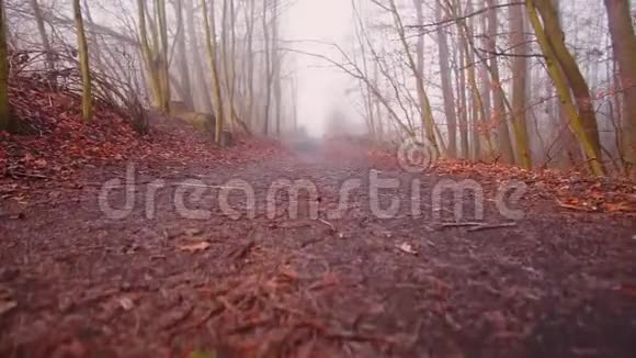 路在秋雾林视频的预览图