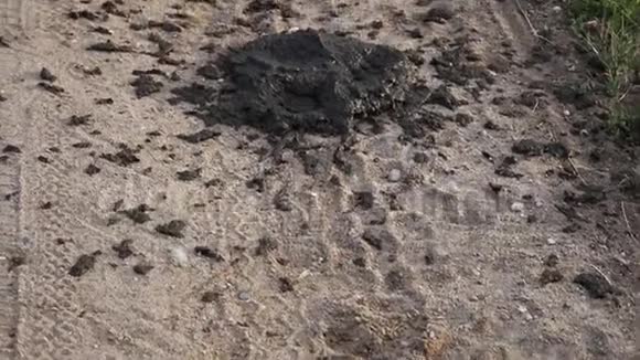 在沙地路上的牛屎视频的预览图