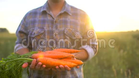 农民手里拿着胡萝卜的生物有机产品概念农民市场有机农业农场收获视频的预览图