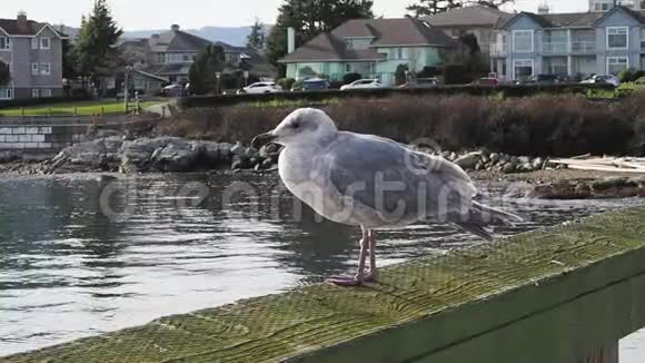 木护栏上的海鸥视频的预览图