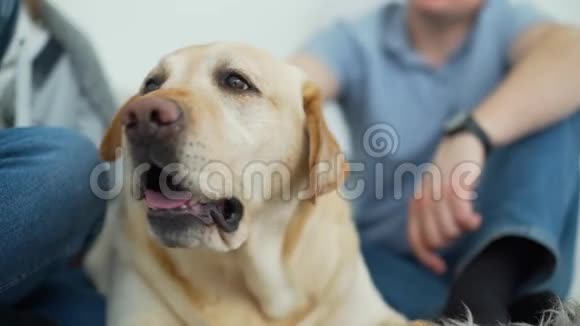 人养拉布拉多猎犬的特写镜头视频的预览图