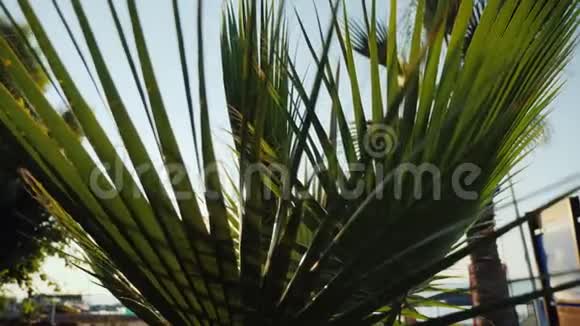 太阳的光线透过棕榈叶照射视频的预览图
