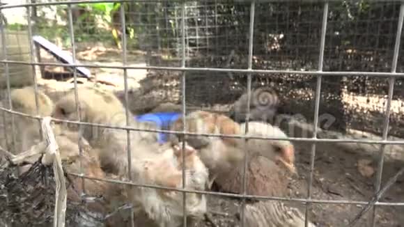 笼子里的小鸡视频的预览图