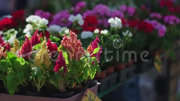 鲜花在市场上出售视频的预览图