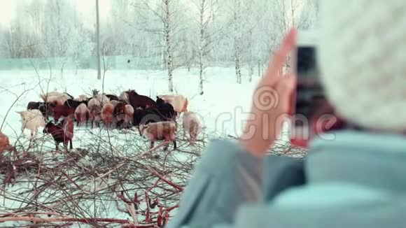 旅游女孩给山羊拍照小牧羊人给牛打灰视频的预览图