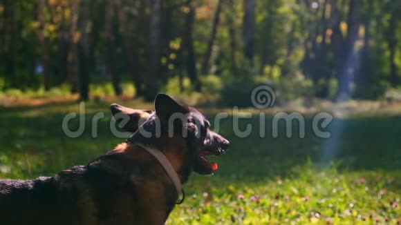平静的家狗散步视频的预览图