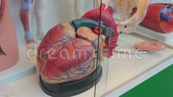 人类心脏模型视频的预览图