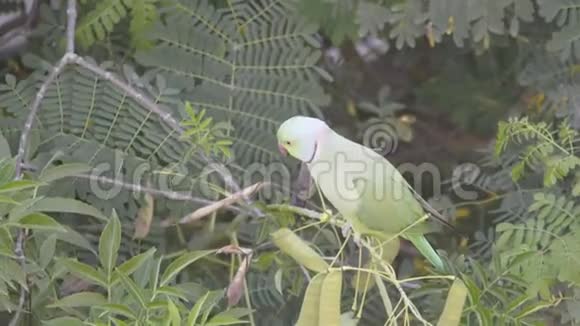 野生玫瑰环形鹦鹉吃视频的预览图