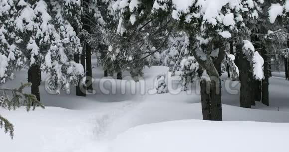 小旅游团体漫步在雪树丛中视频的预览图