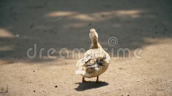 鸭子站着晒太阳视频的预览图