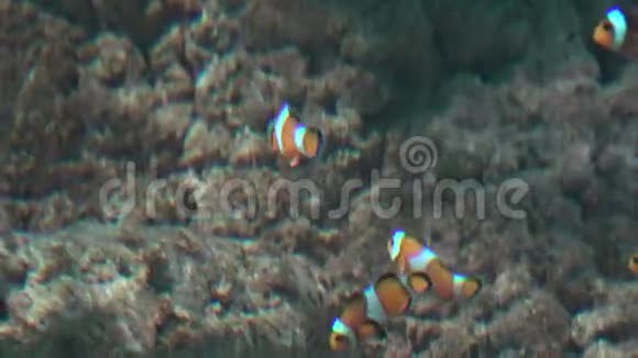 鱼缸里的小丑鱼视频的预览图