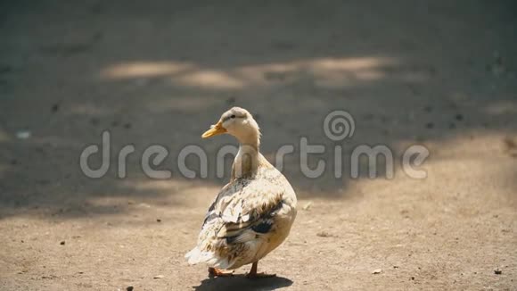 鸭子站着晒太阳视频的预览图