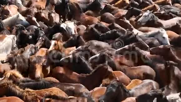 在拉帕达斯贝斯塔斯期间野马聚集在拥挤的竞技场上视频的预览图