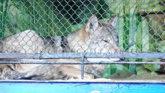 动物园里的狼谎言视频的预览图