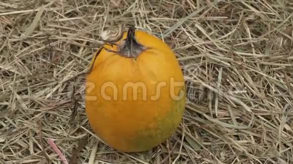 秋天的南瓜果实在干草中视频的预览图
