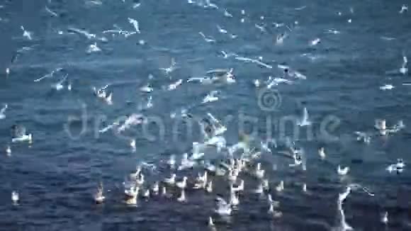 成群的海鸥在水上视频的预览图