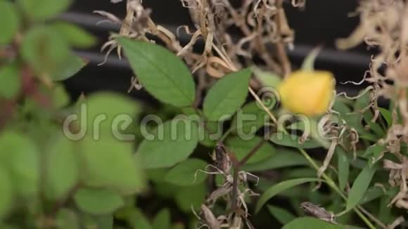 黄花旁边的绿色植物和叶子视频的预览图