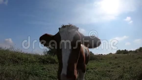 一头奇怪的滑稽小牛的嘴视频的预览图