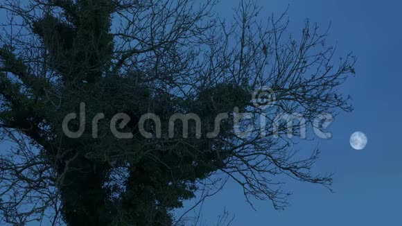 黄昏时分有月亮的老鳞树视频的预览图