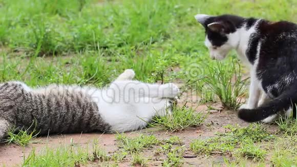 两只小猫在草坪上视频的预览图
