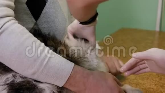 兽医在兽医诊所治疗猫的皮毛跳蚤和虱子视频的预览图