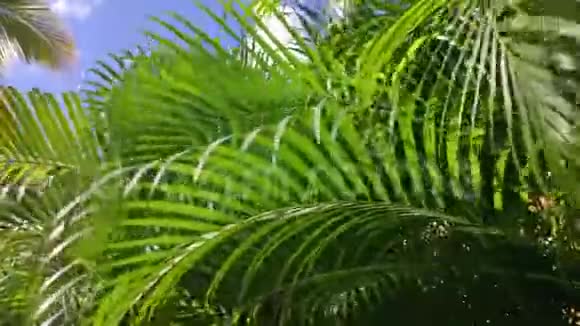 棕榈叶小细节视频的预览图