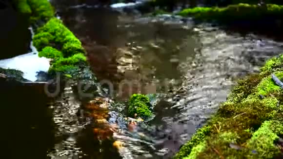 森林溪流和快速水流视频的预览图