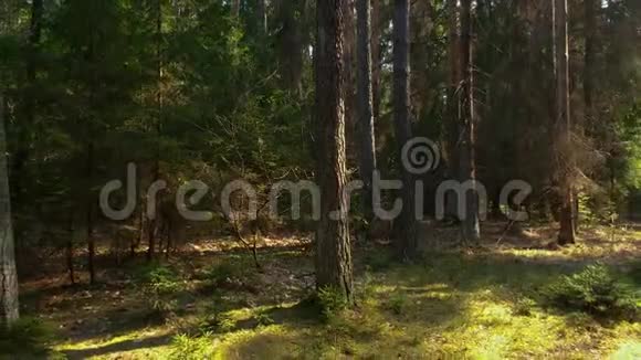 野松林下绿苔视频的预览图