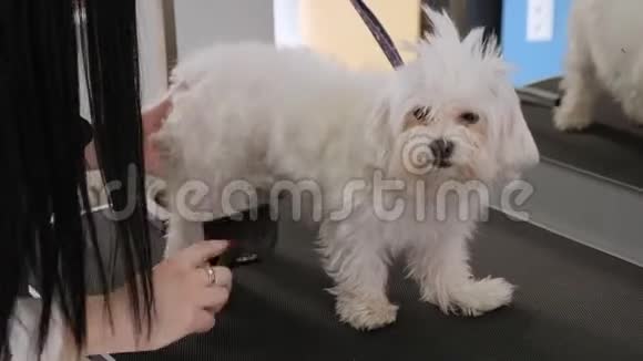 兽医在剪毛前在兽医诊所里梳理一只白色绒毛犬视频的预览图