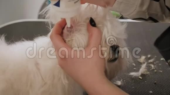 女兽医在兽医诊所用棉签清洁耳朵视频的预览图