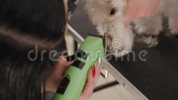 女人用电动剪发器修剪一只小狗BichonBolognese视频的预览图