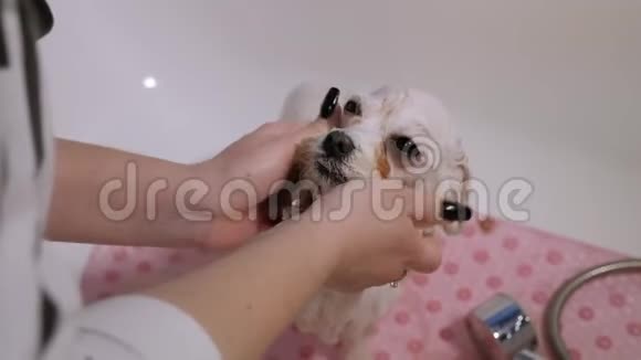 一个狗修复员的特写在浴室里给一只狗BichonBolognese洗澡视频的预览图