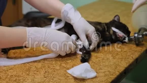 兽医的特写准备一只猫在兽医诊所做手术视频的预览图