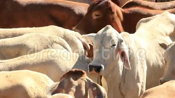 婆罗门牛奶牛农业养殖视频的预览图