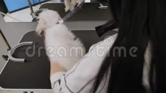 兽医在一家兽医诊所吹干了一只BichonBolognese狗毛视频的预览图