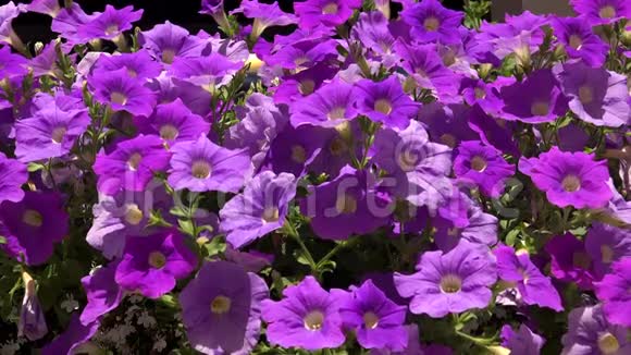 紫色的花铃4K视频的预览图