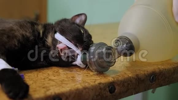 兽医在手术前猫的嘴插入一个呼吸管视频的预览图